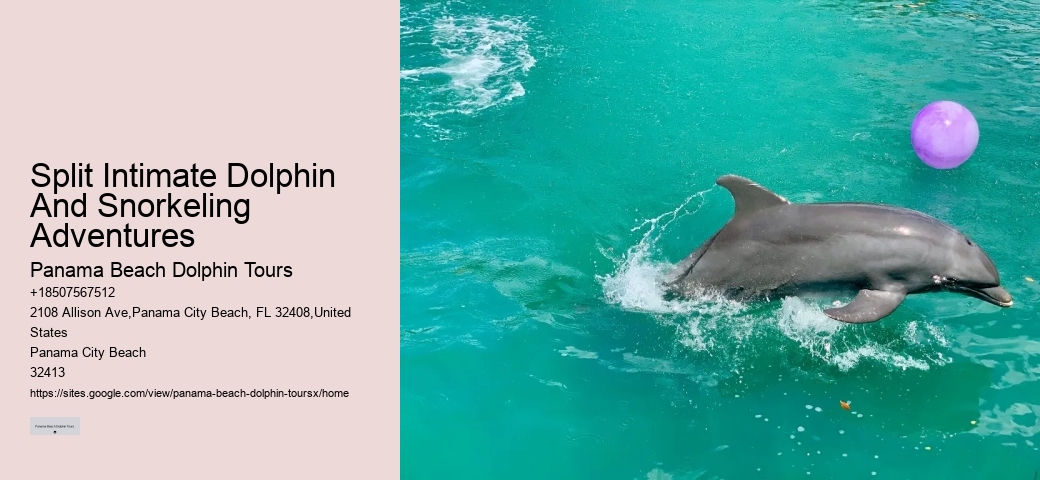Split Intimate Dolphin And Snorkeling Adventures