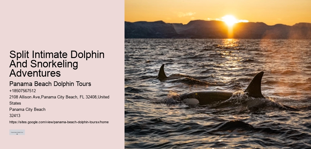 Tailored Dolphin Safari and Snorkeling Adventures