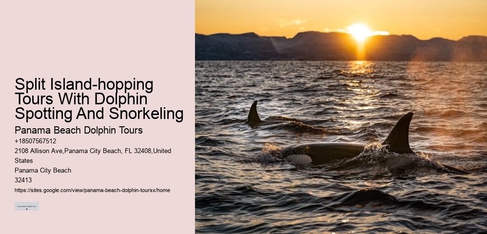 Guided Dolphin Expedition and Snorkeling Tours