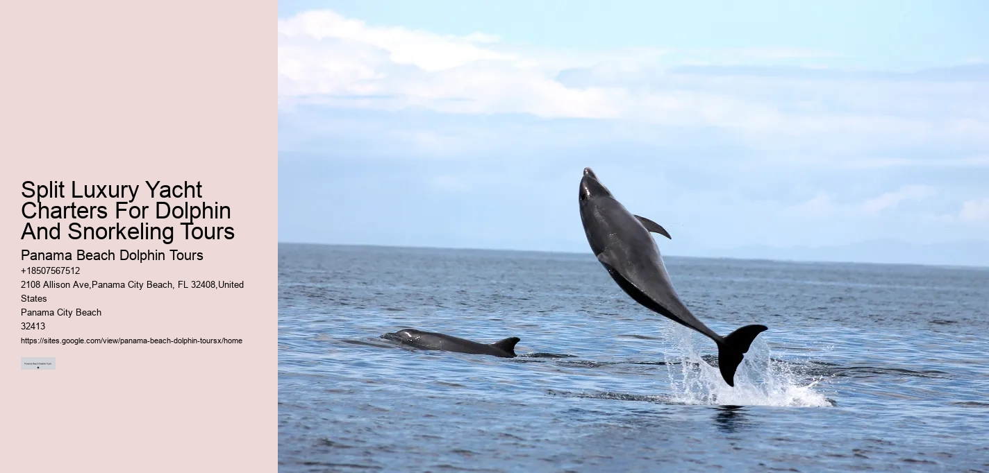 Dolphin watching adventures in Panama City Beach