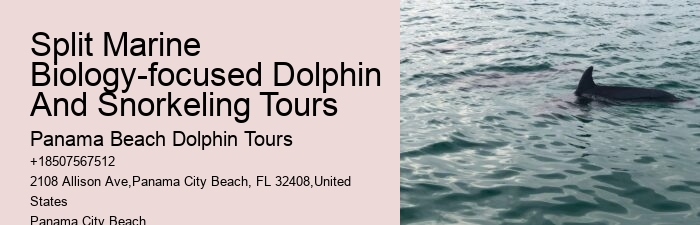 Panama City Beach eco-tours with dolphins