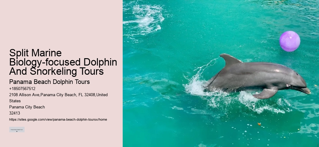 Split Marine Biology-focused Dolphin And Snorkeling Tours