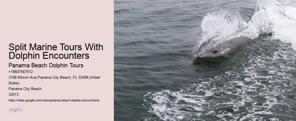 PCB Dolphin Exploration Trips