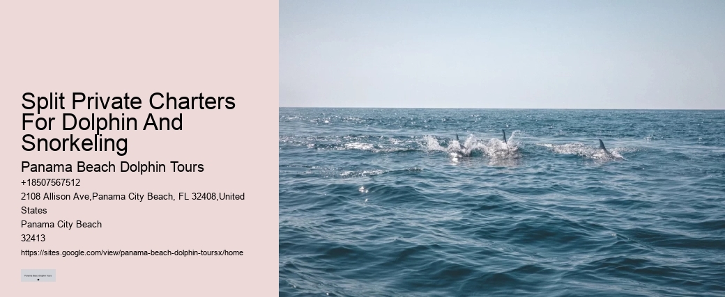 Split Personalized Snorkeling And Dolphin Charters