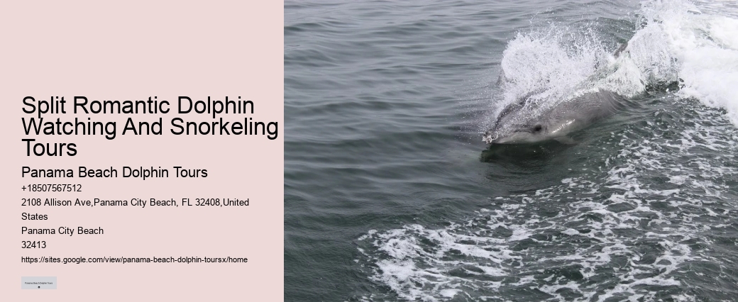 Split Exclusive Snorkeling And Dolphin Charters