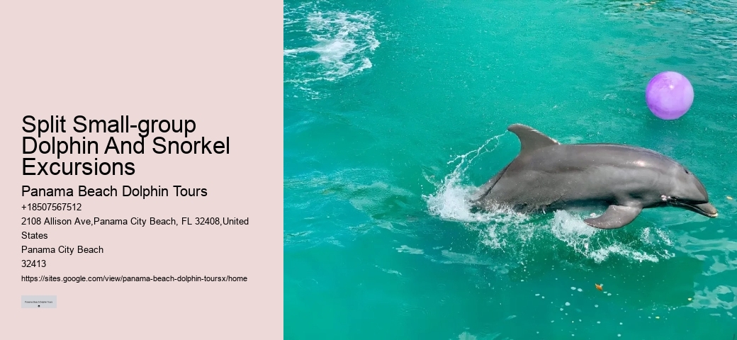 Split Small-group Dolphin And Snorkel Excursions