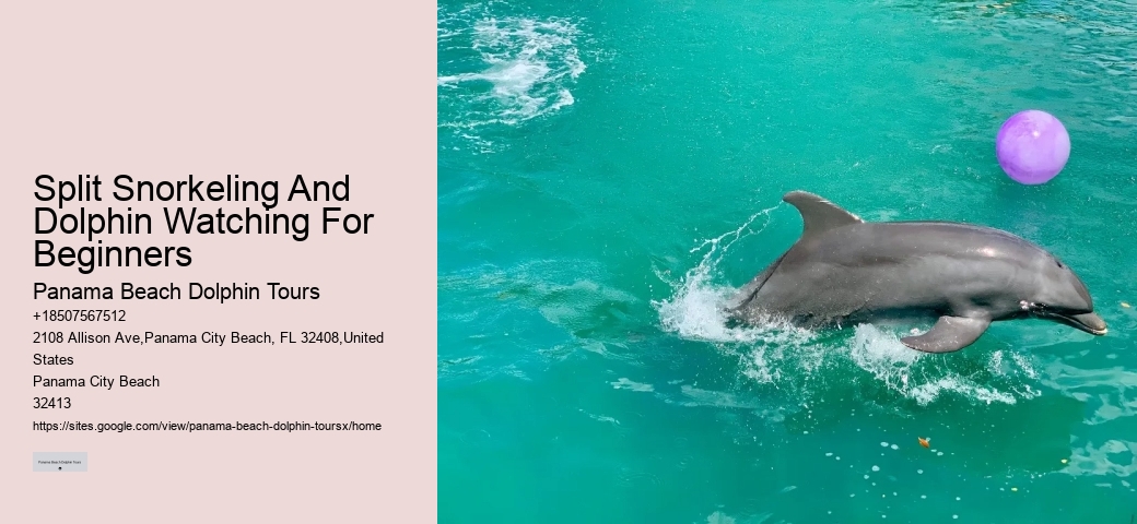 Split Snorkeling And Dolphin Watching For Beginners