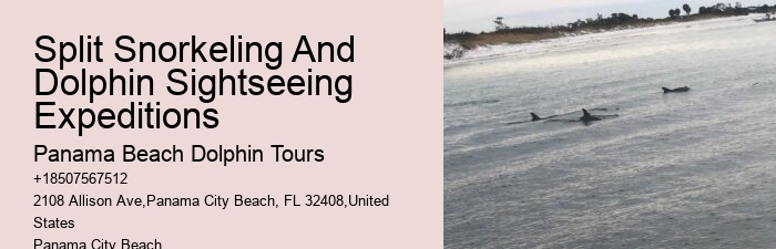 Tailored Dolphin Watching with Snorkeling