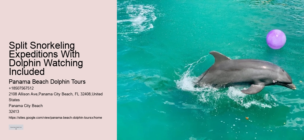 Split Snorkeling Expeditions With Dolphin Watching Included