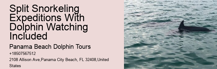 Panama City Beach Florida Dolphin Tours