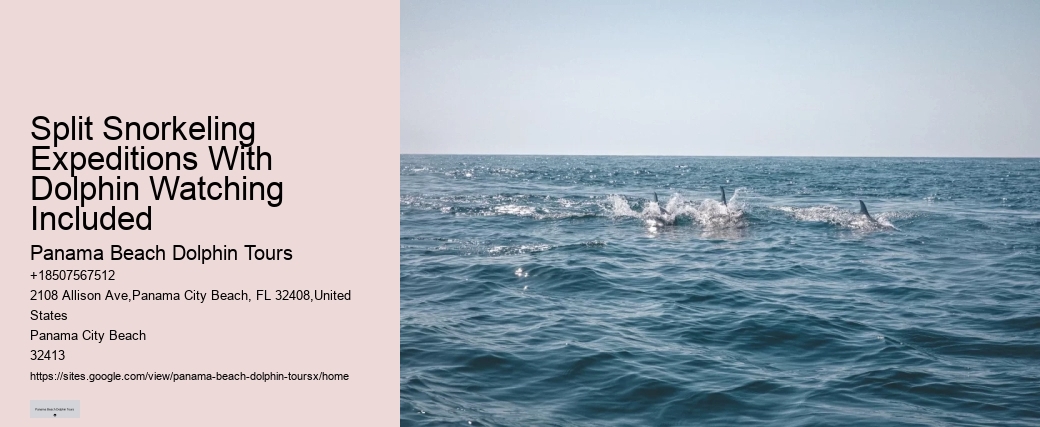 Wild Dolphin Tours Reviews