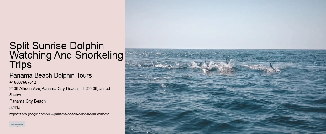 Split Expert-led Snorkeling And Dolphin Expeditions