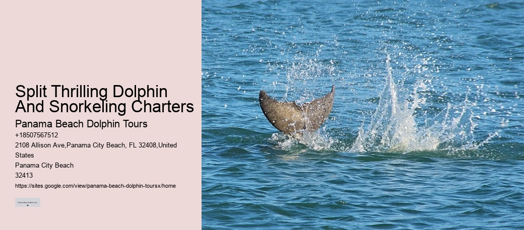 Snorkeling And Dolphin Charters In Split