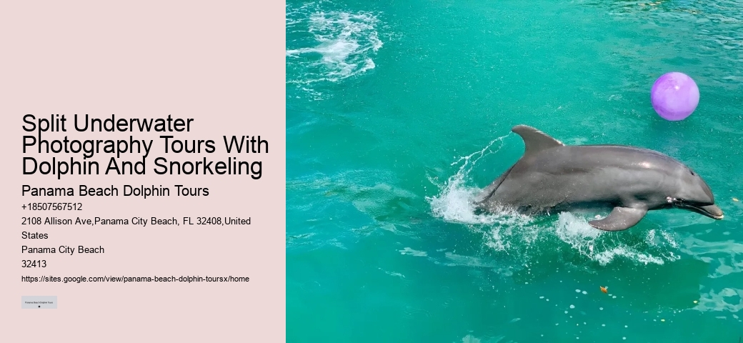 Split Underwater Photography Tours With Dolphin And Snorkeling