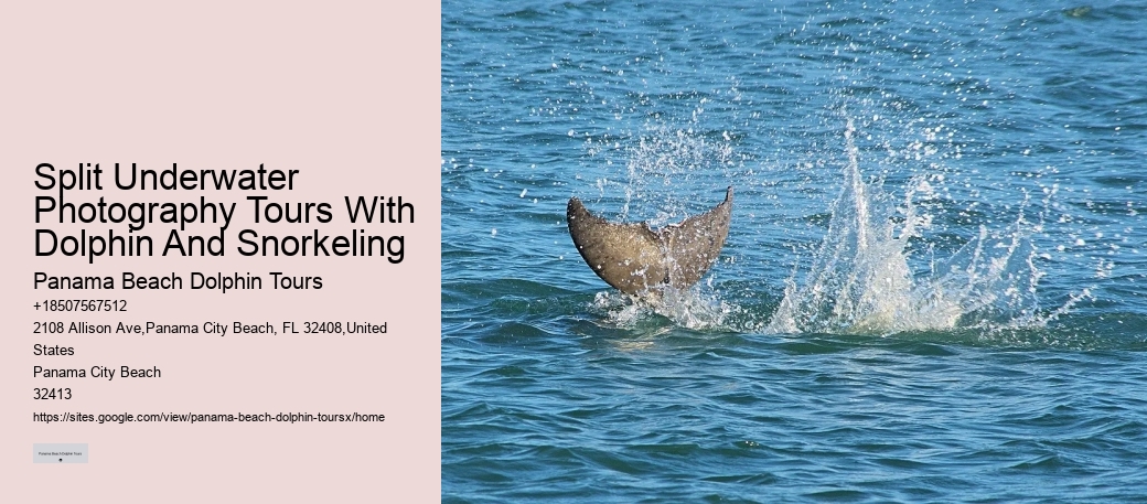 How Do Dolphins Know You're Pregnant