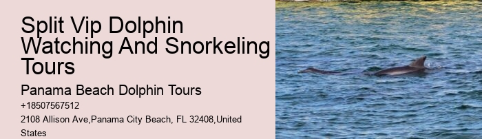 Premium Dolphin Encounter with Snorkeling