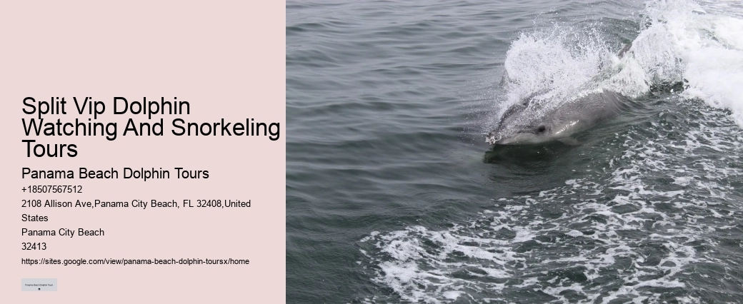 Intimate Dolphin Spotting with Snorkeling