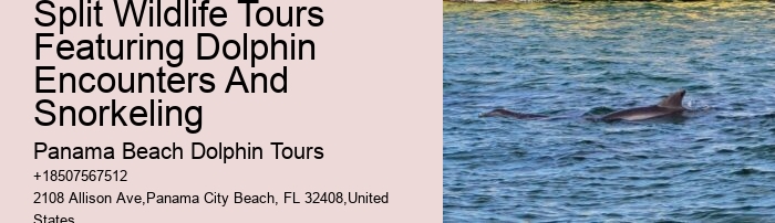 Split Guided Boat Tours For Snorkeling And Dolphin Watching
