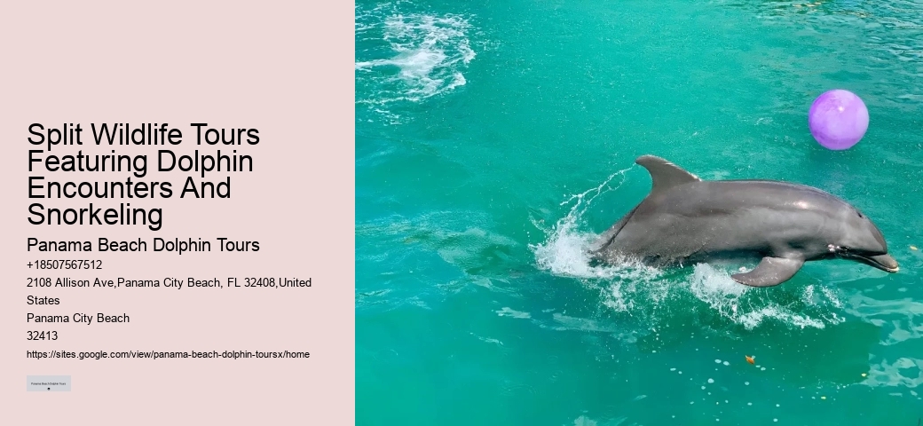 Split Luxury Yacht Charters For Dolphin And Snorkeling Tours