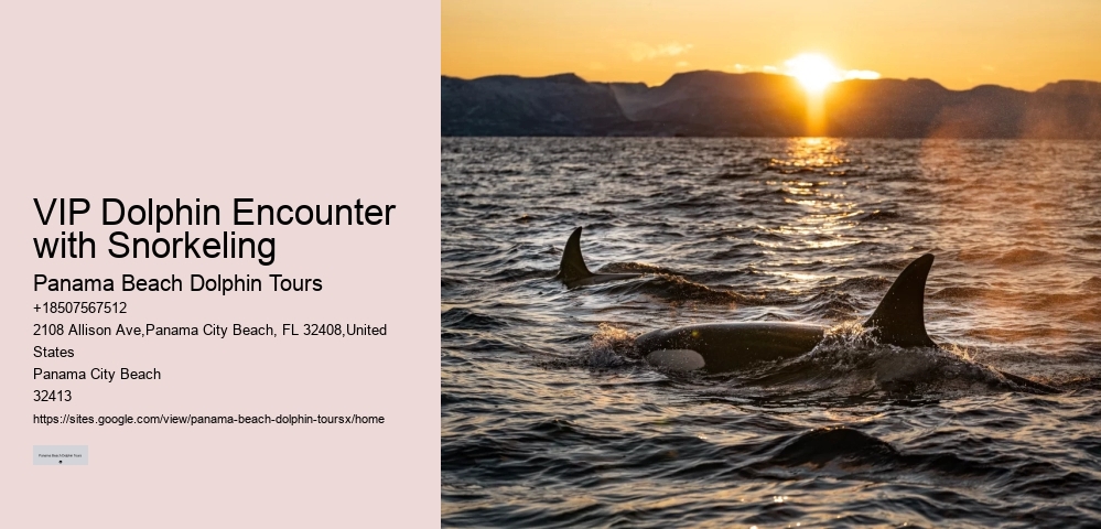 2-hour Private Miami Snorkeling And Dolphin Watching Tour