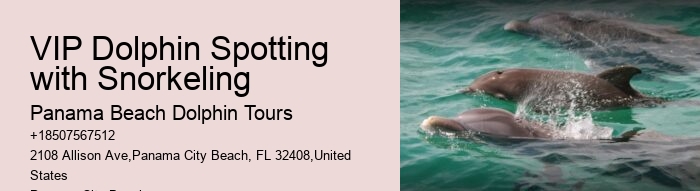 Private 2 Hour Dolphin Cruise