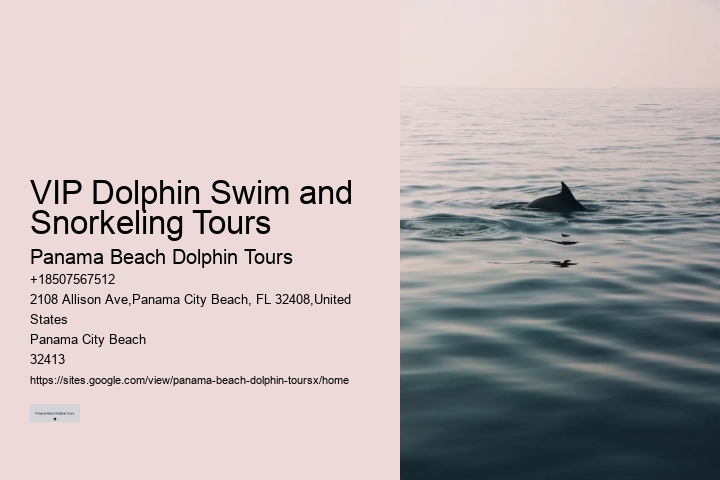 Luxury Dolphin Watching and Snorkeling Tours