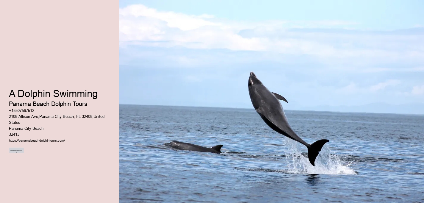Private Dolphin Snorkeling Tours