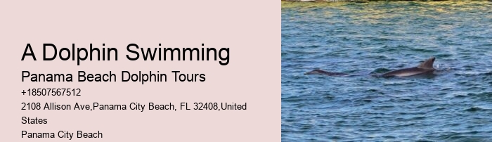 Dolphin Tours In Panama City Beach