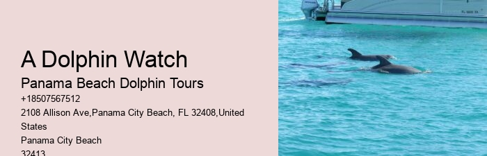 Dolphin Sightseeing Tours
