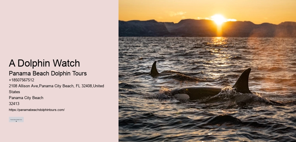 Panama City Fl Boat Tours