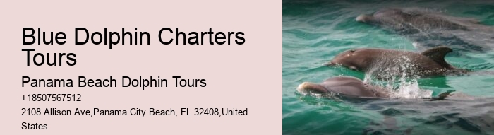 What Are The Negative Side Of Dolphins