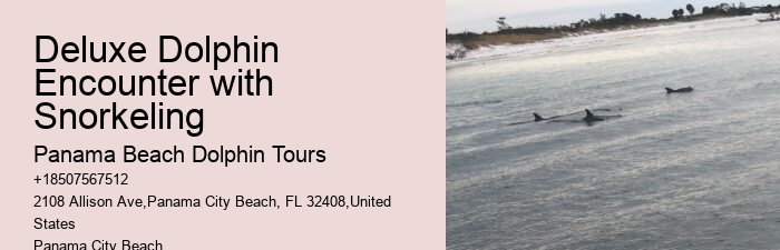 9 Great Dolphin Tours In Panama City Beach
