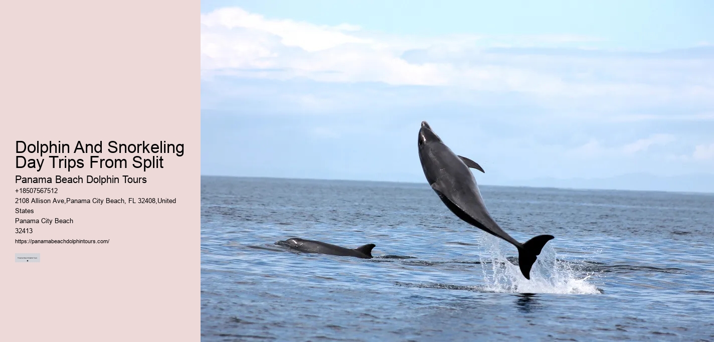 How Much Does It Cost To Swim With The Dolphins In Panama City Beach