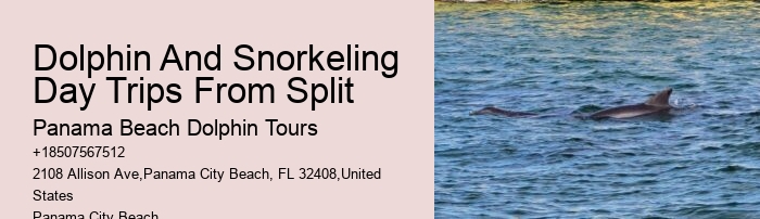 Dolphin Tours Panama City Beach Fl