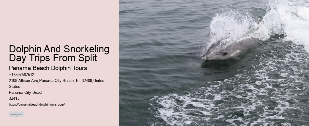 Dolphin spotting tours in Panama City Beach