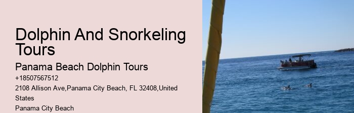 Deluxe Dolphin Discovery with Snorkeling