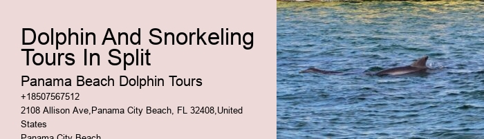 What Time Of Day Is Best For Dolphin Cruise