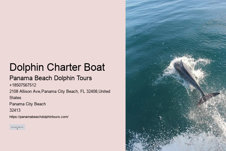 Panama City Beach Snorkeling Dolphins