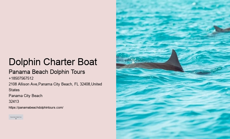 Elite Dolphin Interaction and Snorkeling Tours