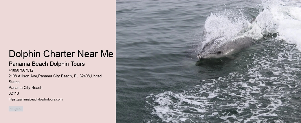 Can I swim with dolphins on a tour in Panama City Beach