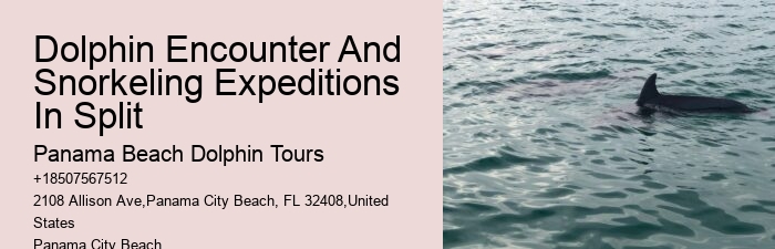 Split Bespoke Snorkeling And Dolphin Itineraries