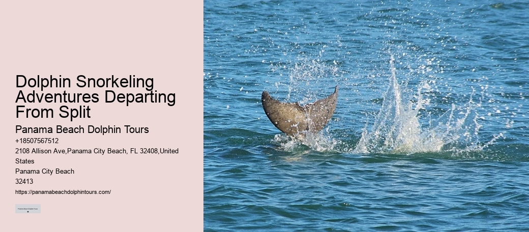 Premium Dolphin Encounter with Snorkeling