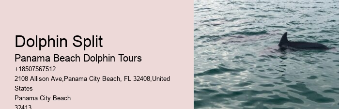 Split Snorkeling And Dolphin Watching For Beginners