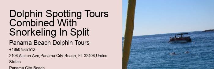 Elite Dolphin Spotting and Snorkeling Tours