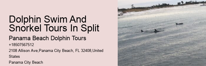 Split Expert-led Dolphin And Snorkeling Tours