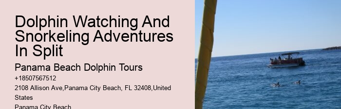 Dolphin watching excursions at Panama City Beach