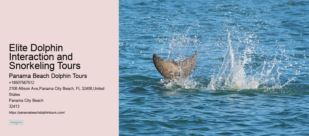 Split Luxury Dolphin And Snorkeling Yacht Charters