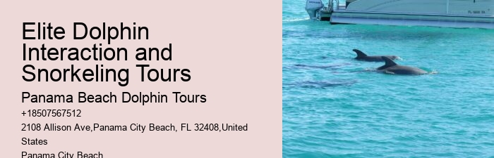 Premium Dolphin Expedition with Snorkeling