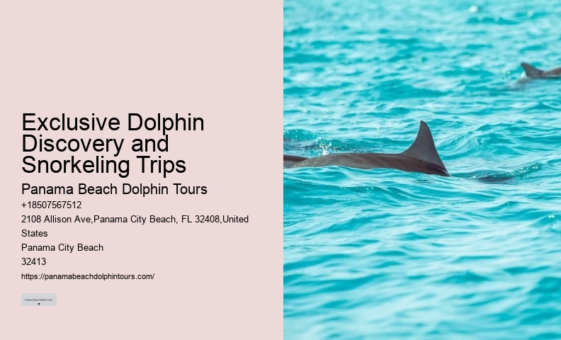 Intimate Dolphin Expedition with Snorkeling