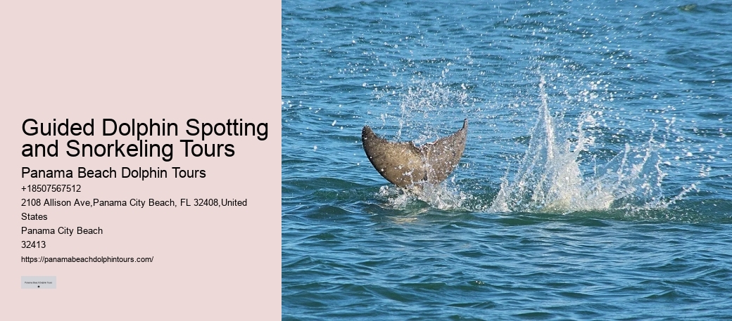 Which Beach Has The Most Dolphins